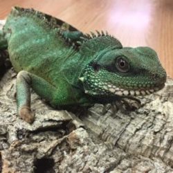 Your Guide To Purchasing Our Reptiles For Sale by xyzReptiles
