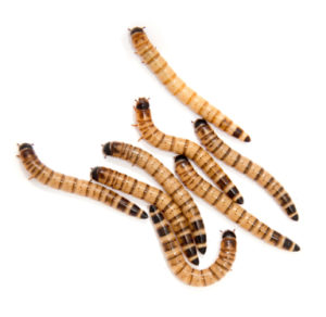 download 1000 superworms for sale download 1000 superworms for sale