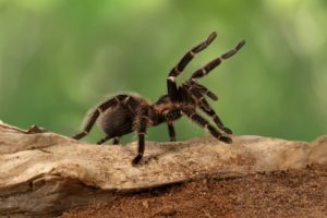invertebrates for sale in Stoneham, MA