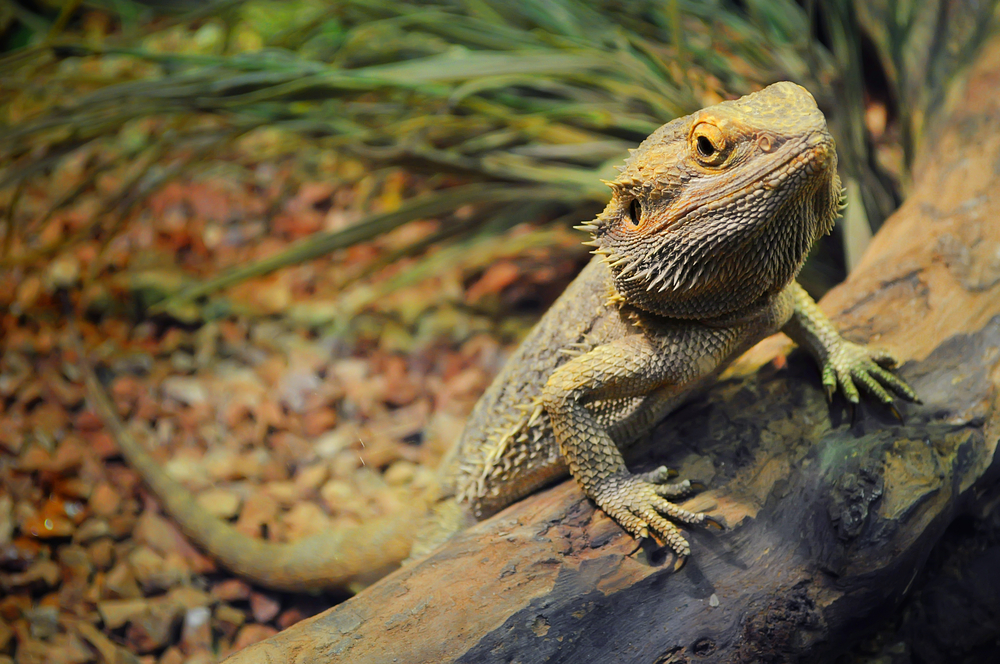 Can Bearded Dragons Eat Grapes? Proper Diet to Follow