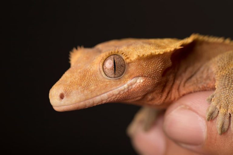 Do Crested Geckos Need a Heat Lamp? Heating Care Guide