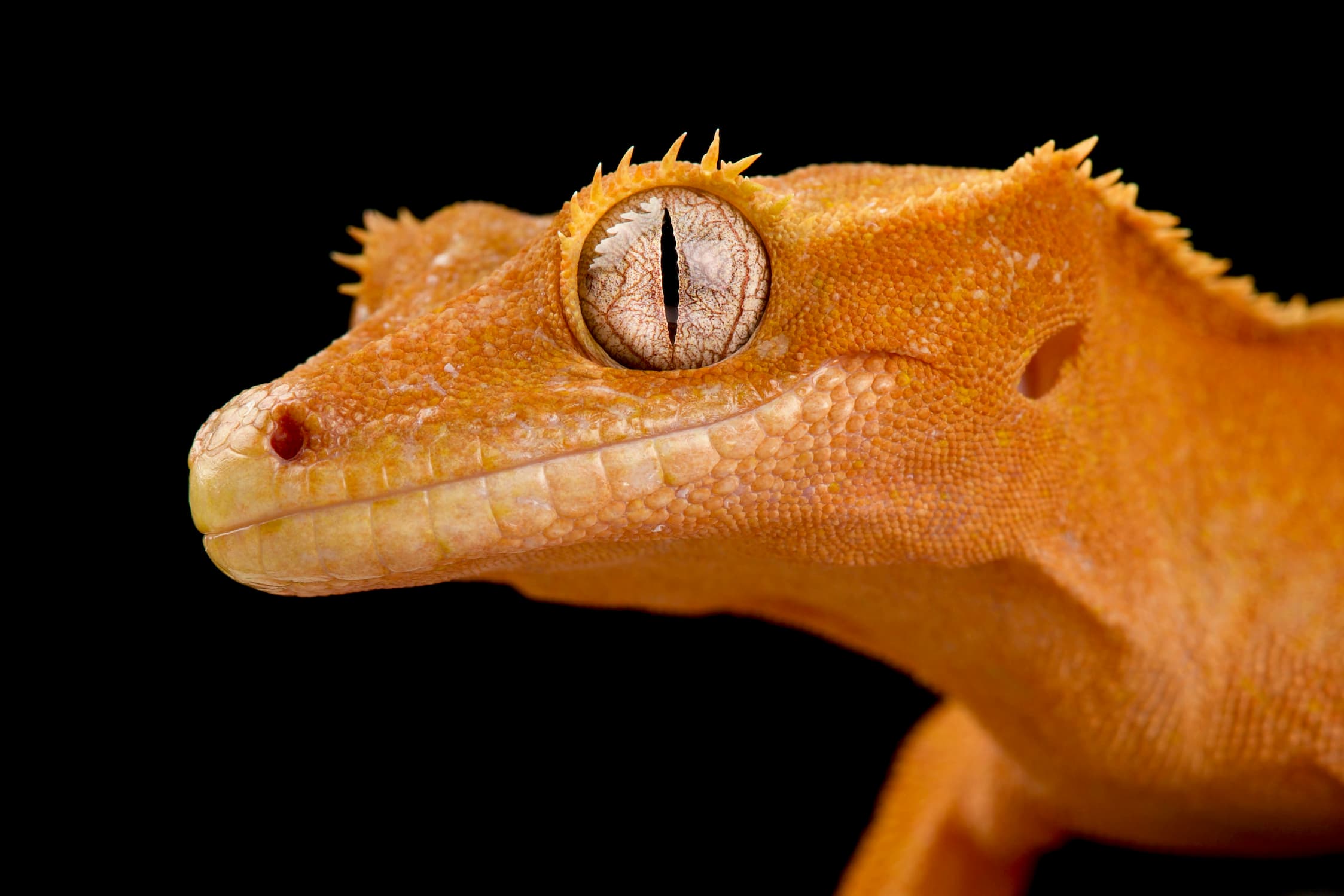 High-End Crested Gecko