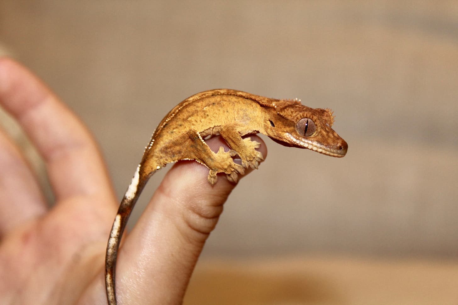 High-End Crested Gecko