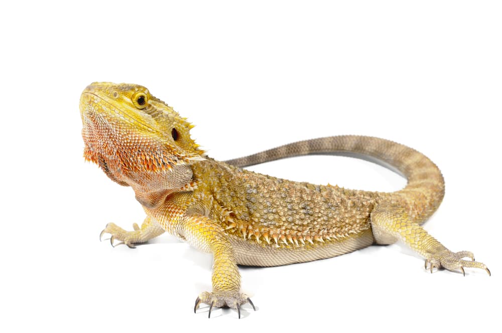 Bearded Dragon Humidity: The Ultimate Care Guide