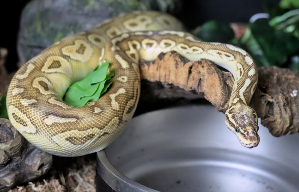 Ball Python Temperature & Humidity Care Jabberwock Reptiles