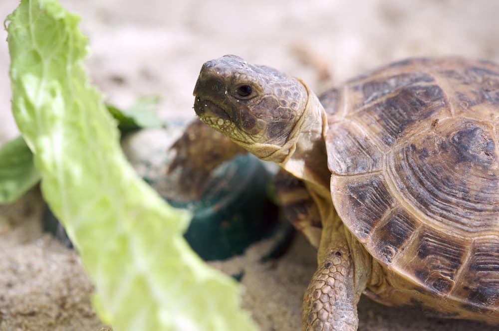 russian tortoise diet